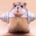 hamsterq